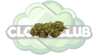 AMNESIA HAZE 12% CBD PREMIUM