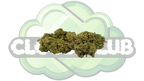 AMNESIA HAZE 12% CBD PREMIUM