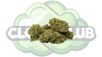 AMNESIA HAZE 12% CBD PREMIUM