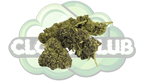 SAPHIR HYBRIDE 15% CBD PREMIUM