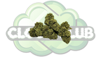 GORILLA GLUE 13% CBD PREMIUM