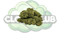 GORILLA GLUE 13% CBD PREMIUM